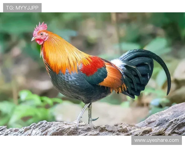 布里斯班狮吼左闸停赛名单生变